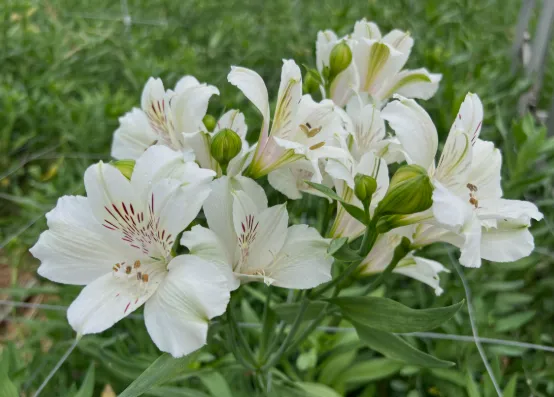 Alstromeria